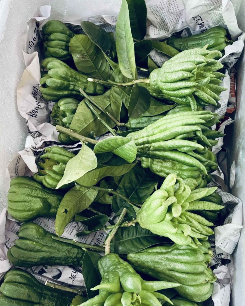 广佛手柑。