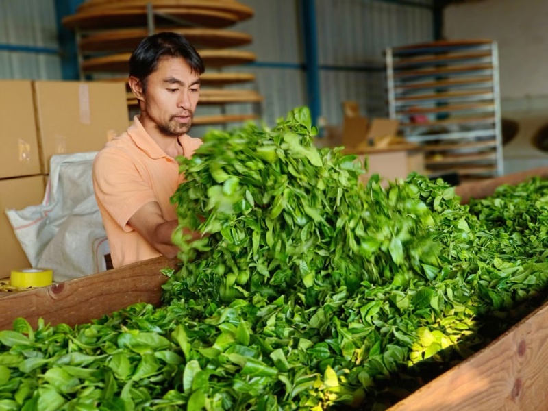 忙肺古树茶