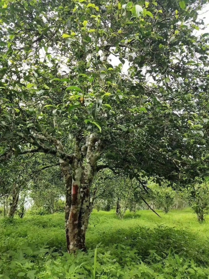 忙肺古树茶
