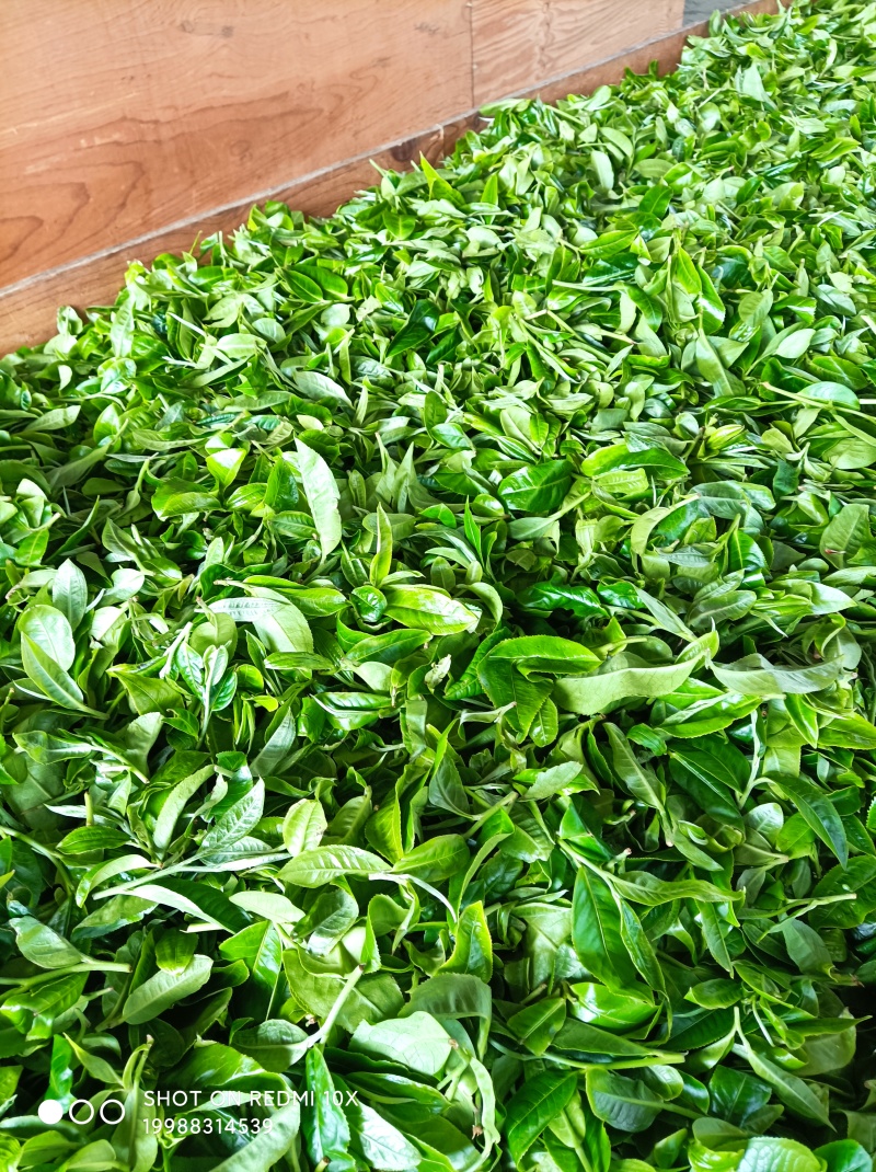 忙肺古树茶