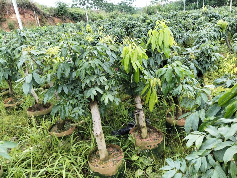 妃子笑高压苗