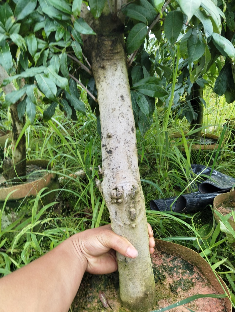 妃子笑高压苗