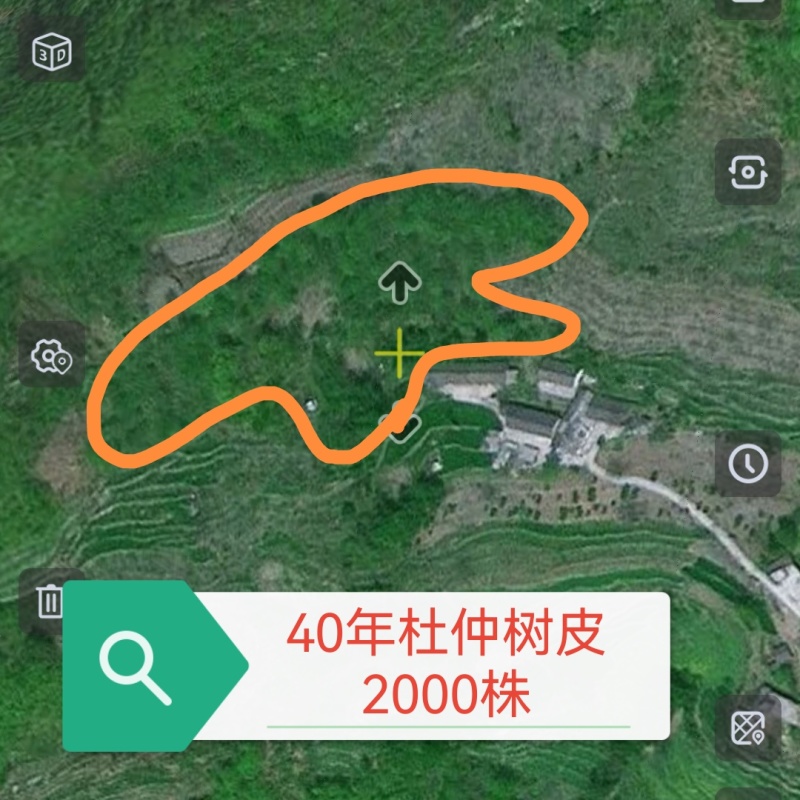 40年杜仲树皮