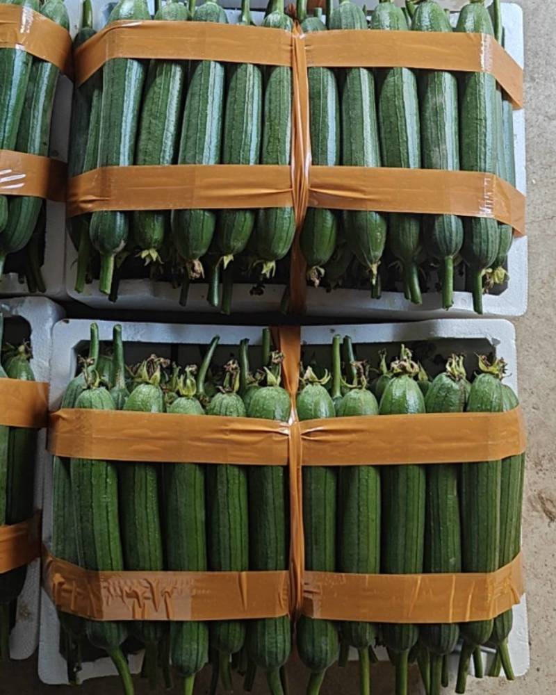 香丝瓜