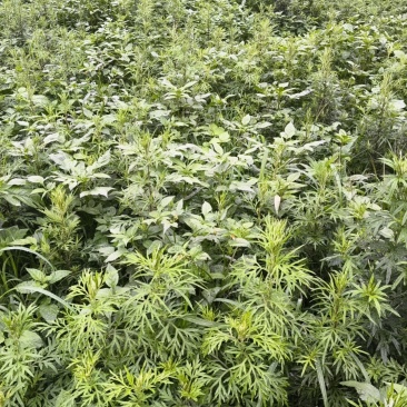 鲜艾草
