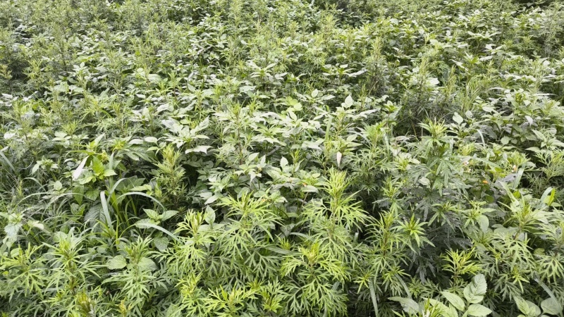 鲜艾草