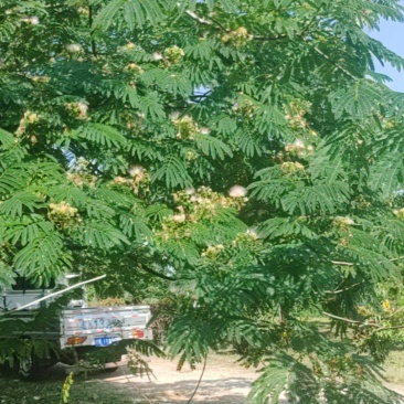 合欢花