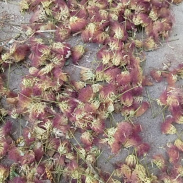芙蓉花