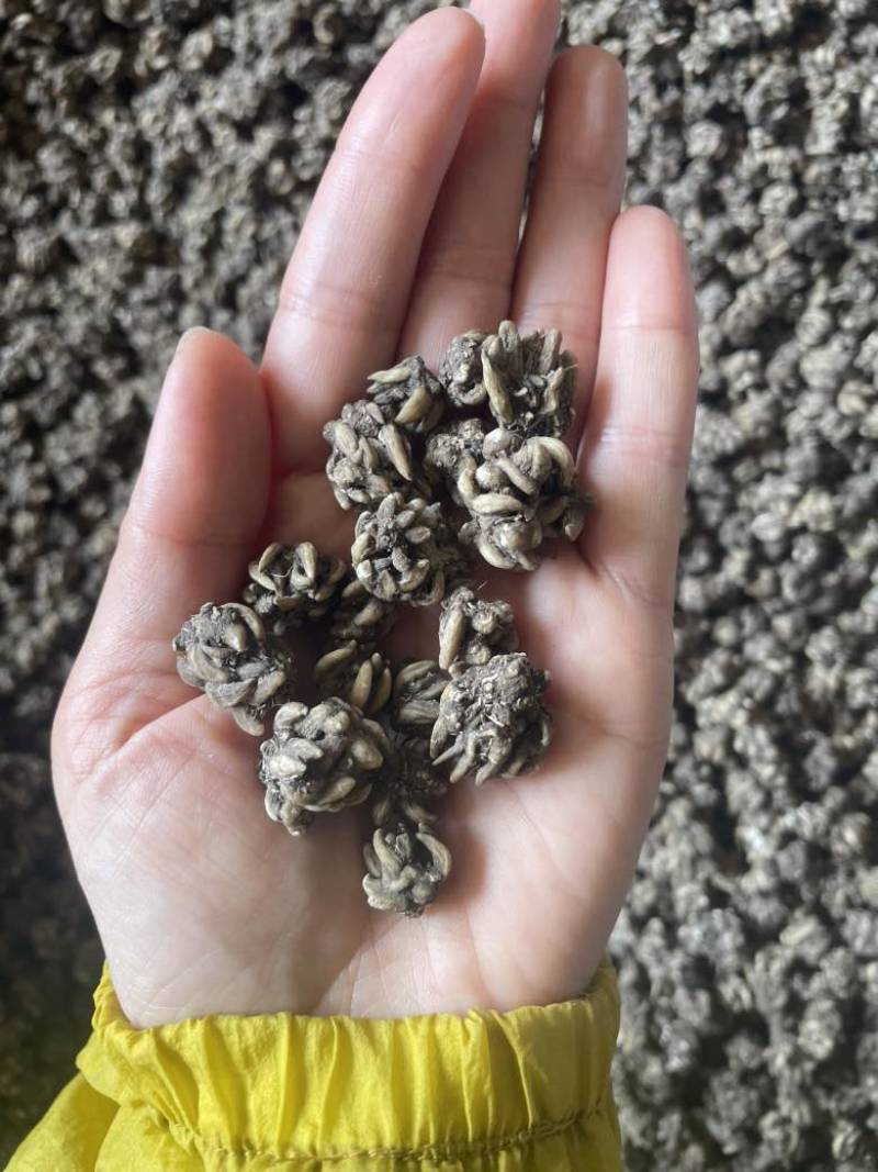 猫爪草