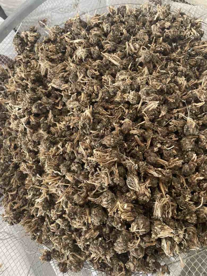 猫爪草