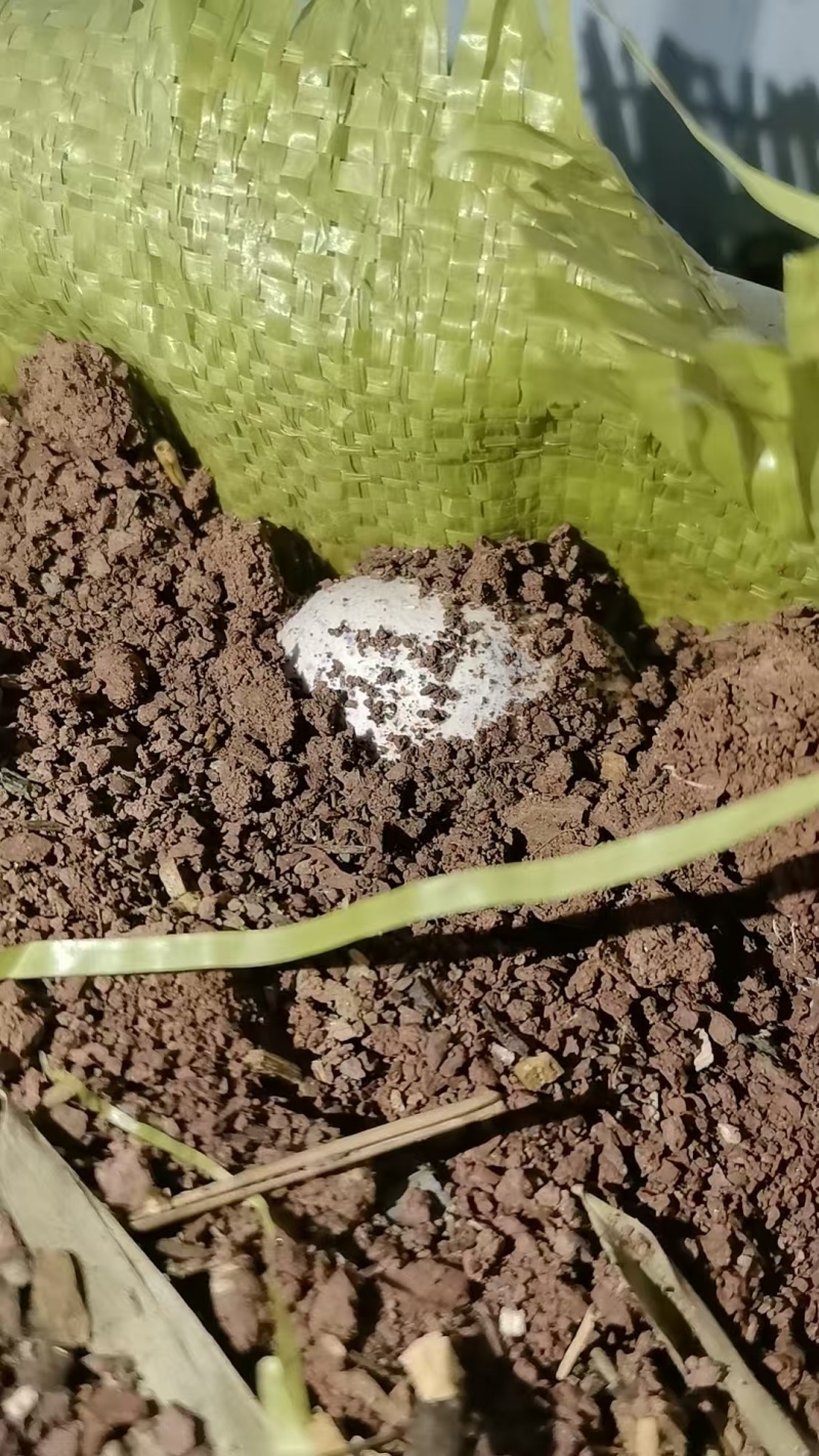红托竹荪菌包