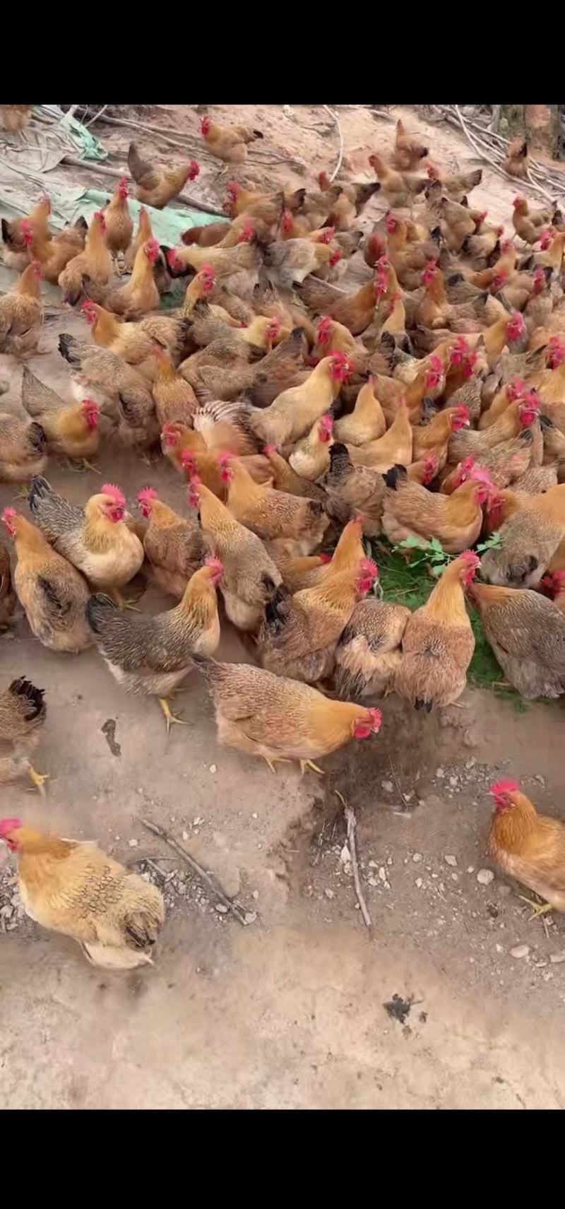 灵土项