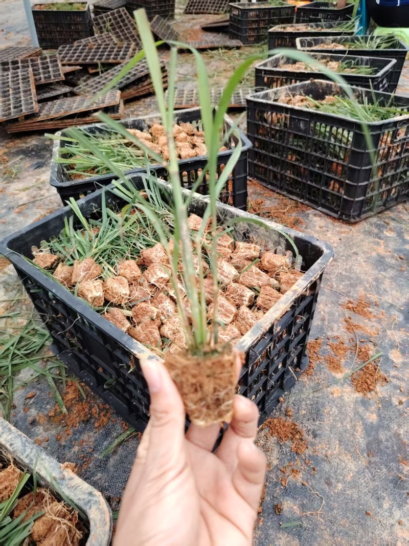 青，黄，黑皮脱毒甘蔗组培杯苗