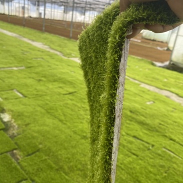 小灰苔藓