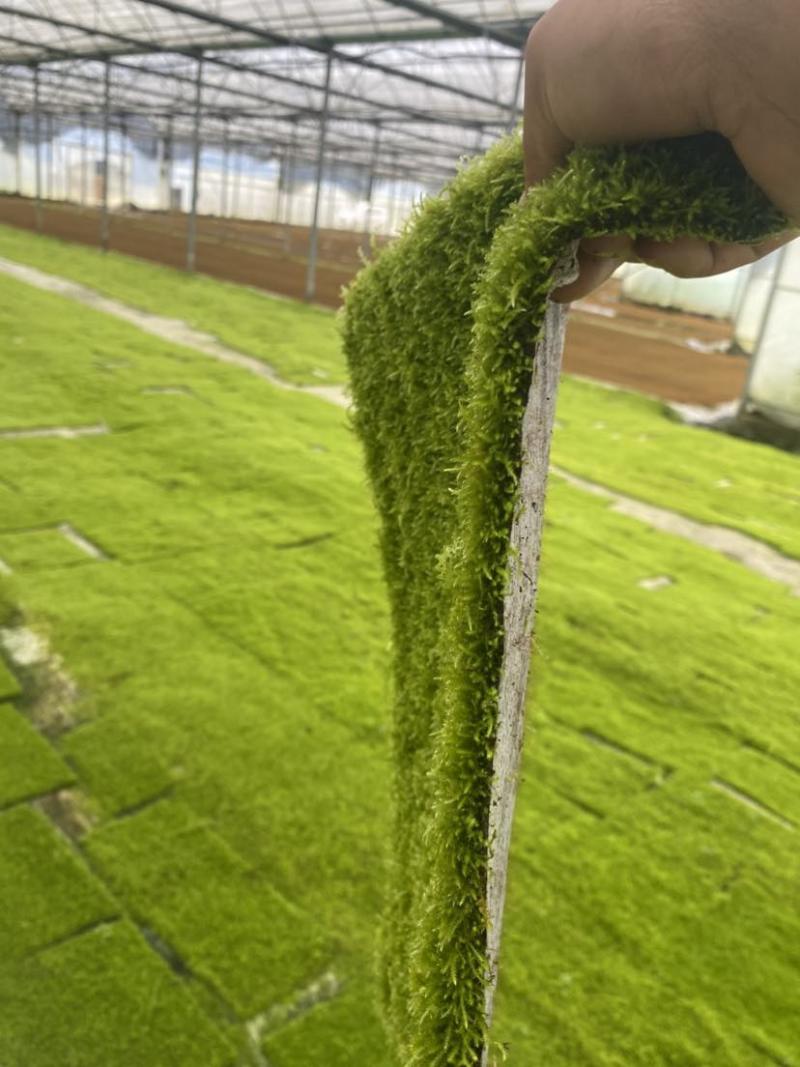 小灰苔藓