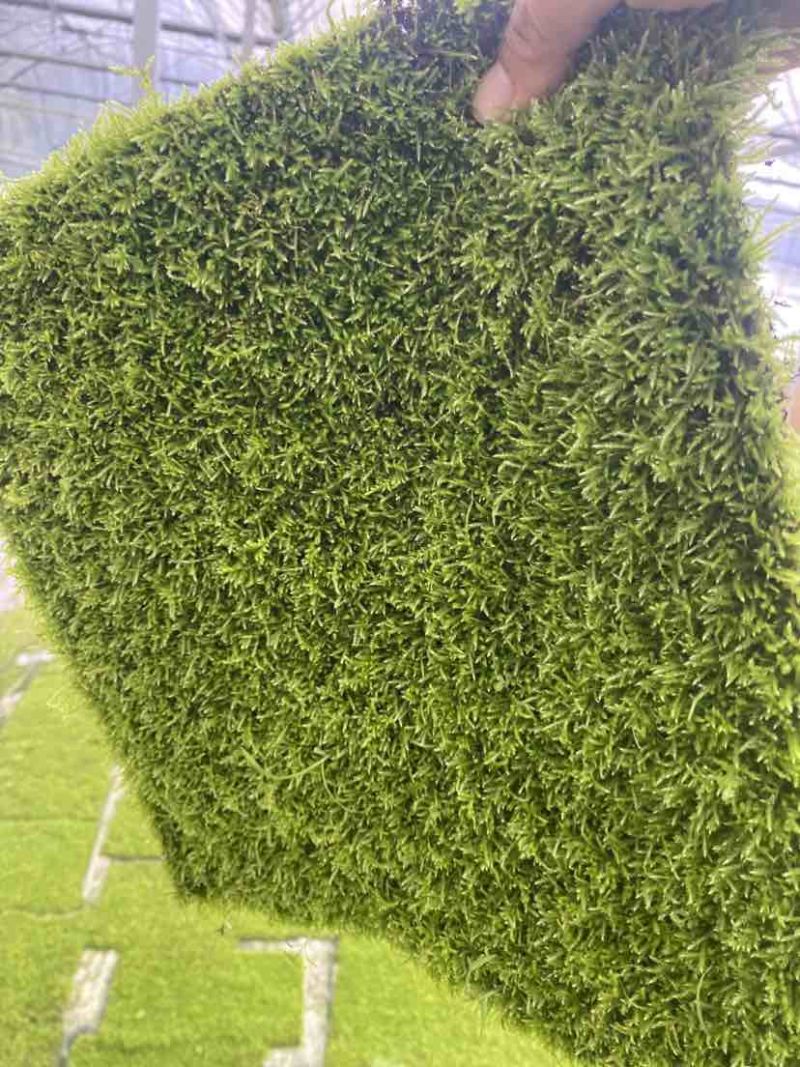 小灰苔藓