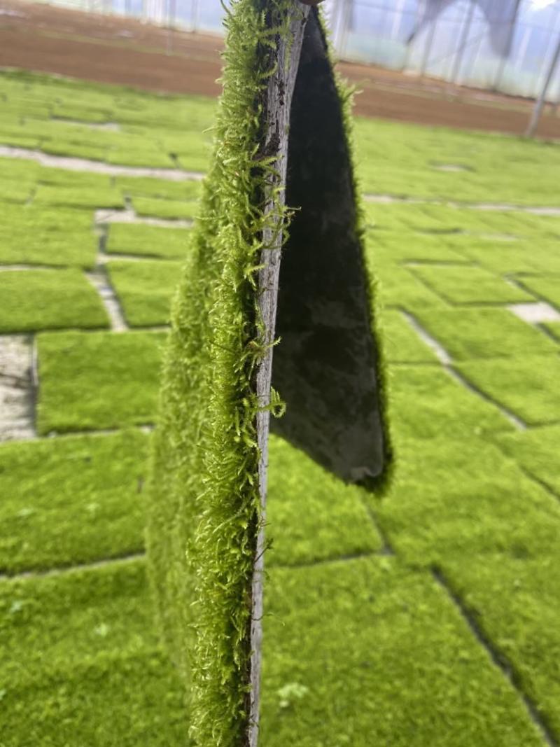 小灰苔藓
