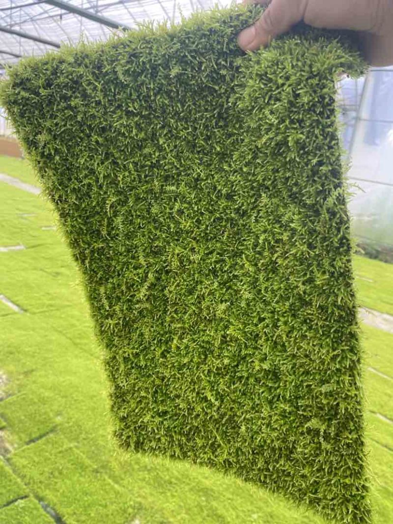 小灰苔藓
