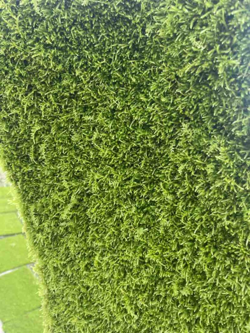 小灰苔藓