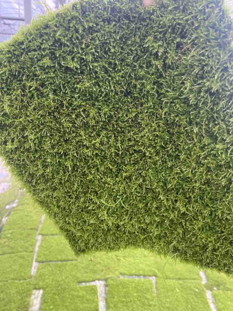 小灰苔藓