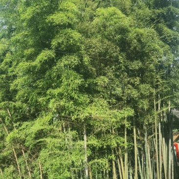 楠竹