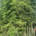 楠竹