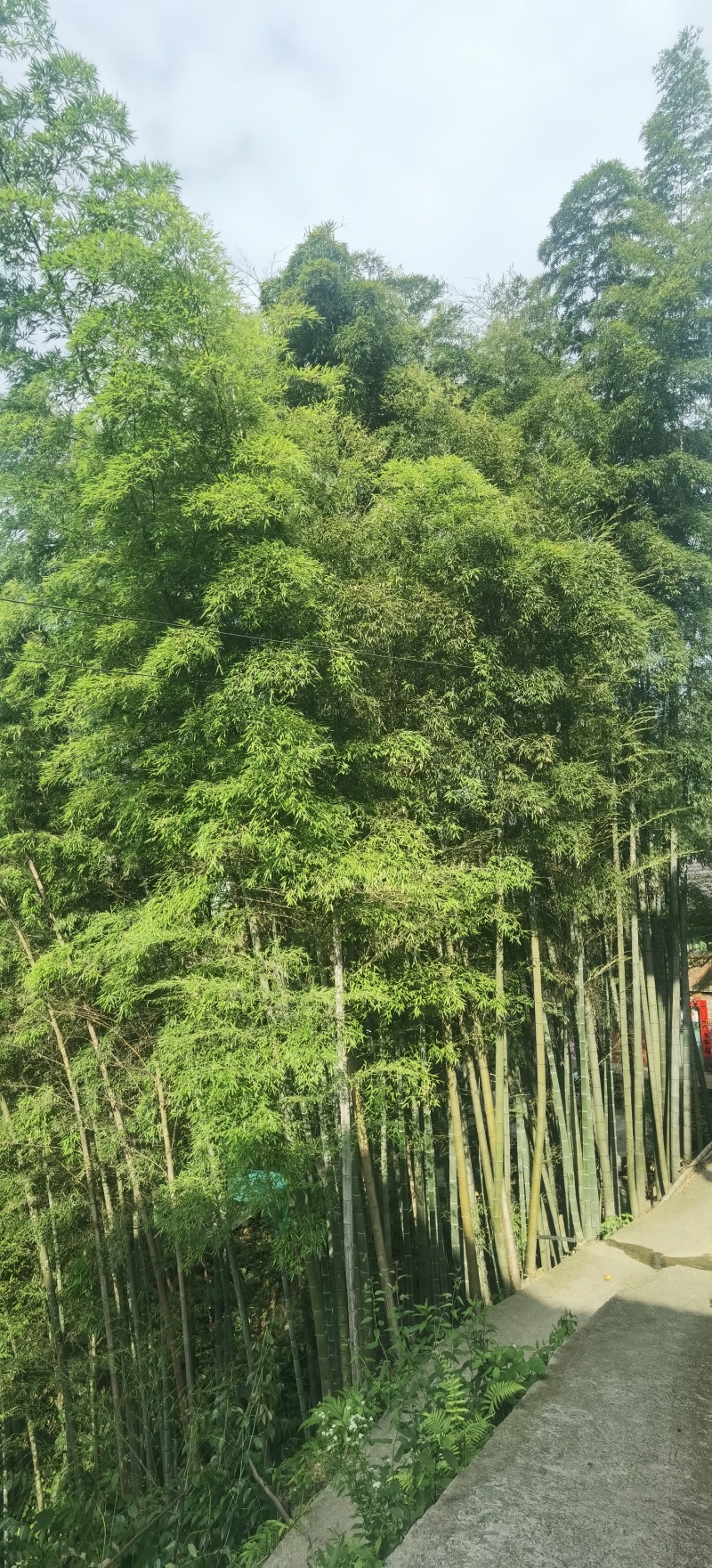 楠竹
