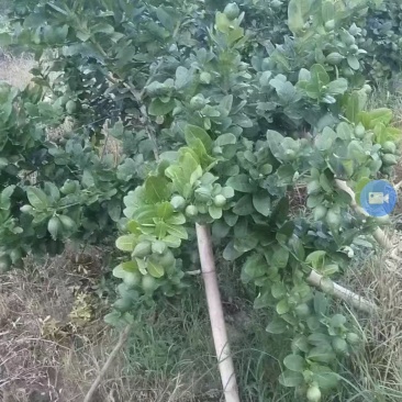 香水柠檬