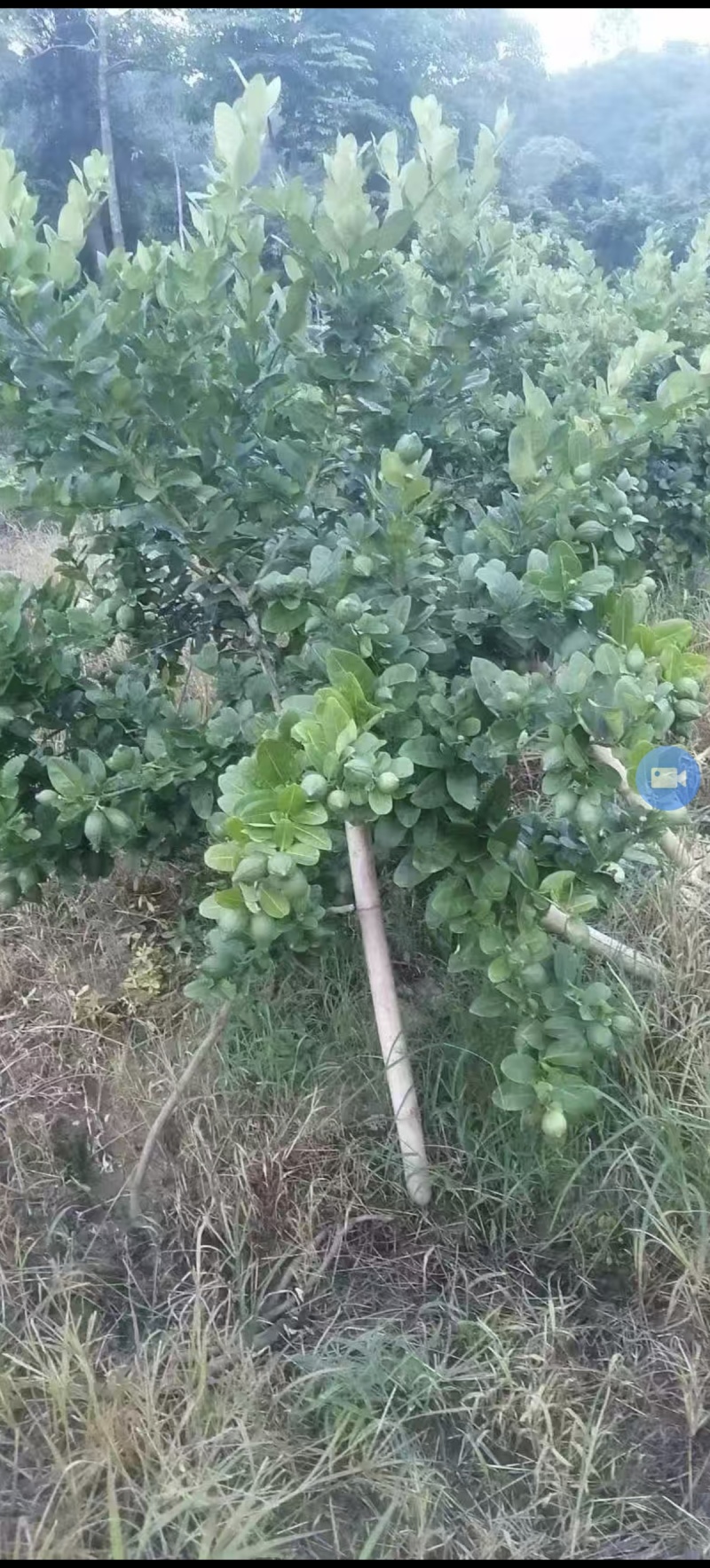 香水柠檬