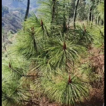 松针