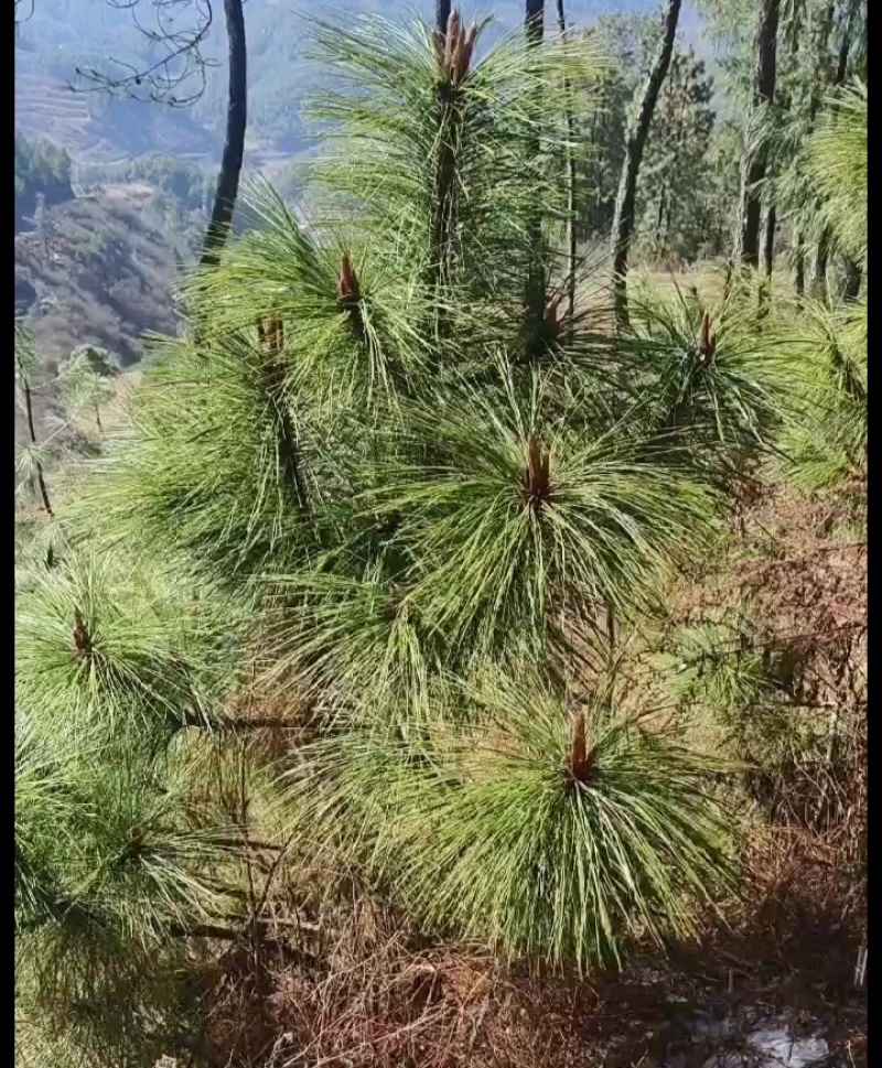 松针