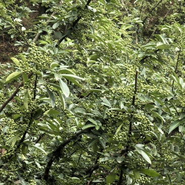 云南花椒现摘现发货
