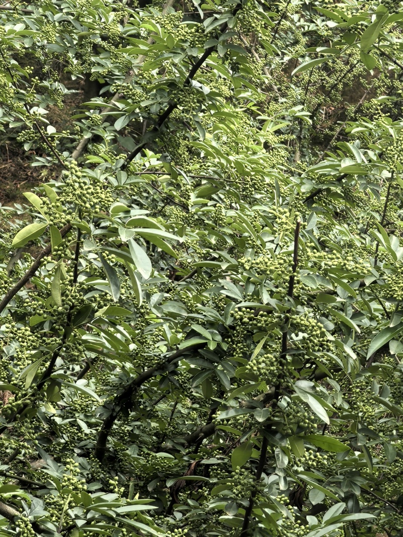 云南花椒现摘现发货