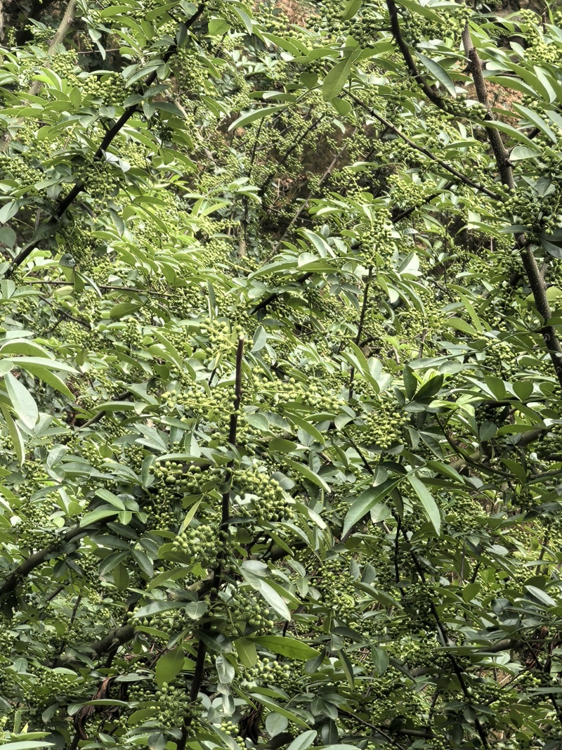 云南花椒现摘现发货