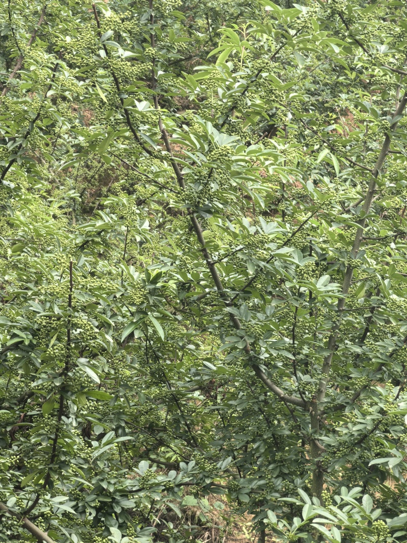 云南花椒现摘现发货