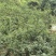 云南花椒现摘现发货