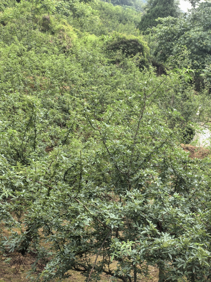 云南花椒现摘现发货