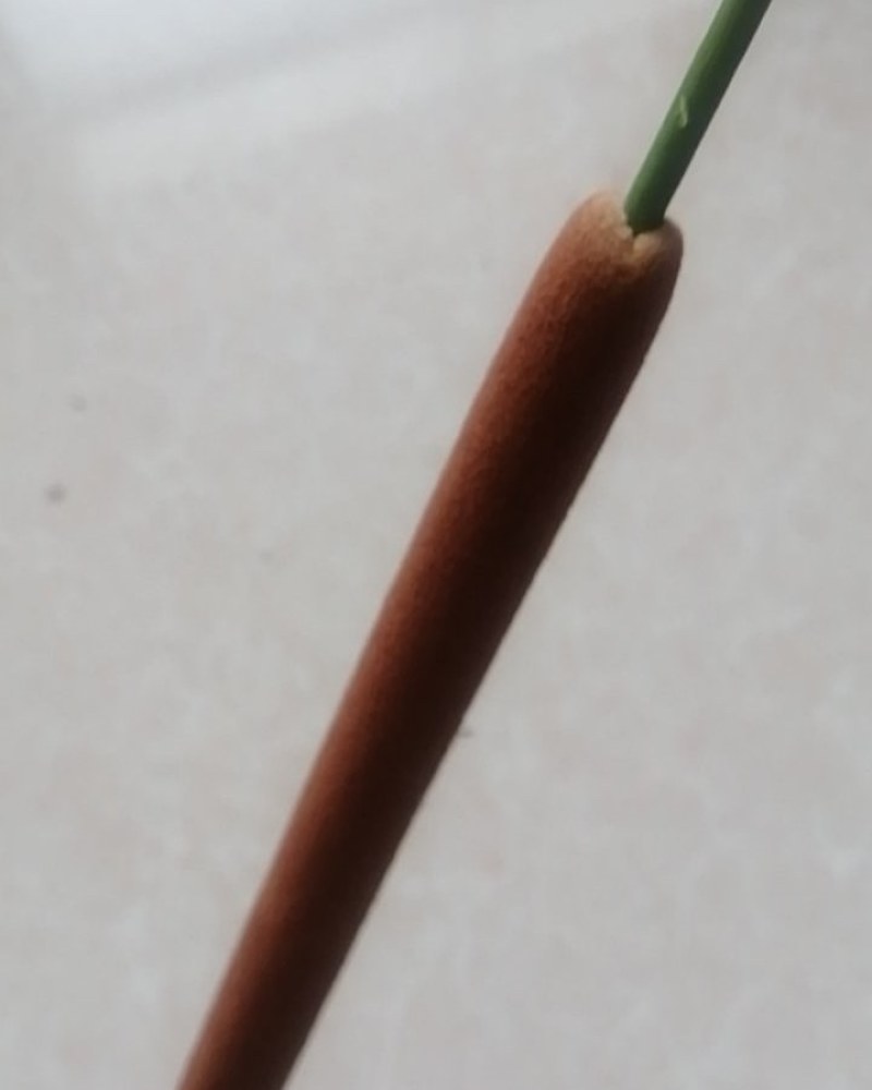 浦棒