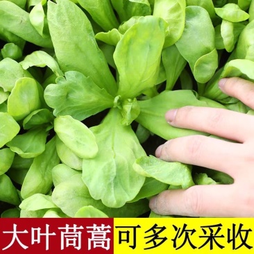 精品茼蒿