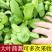 精品茼蒿