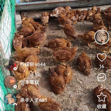 自家养的小母鸡。2级以上100元4支。地址玉泉区前8里庄