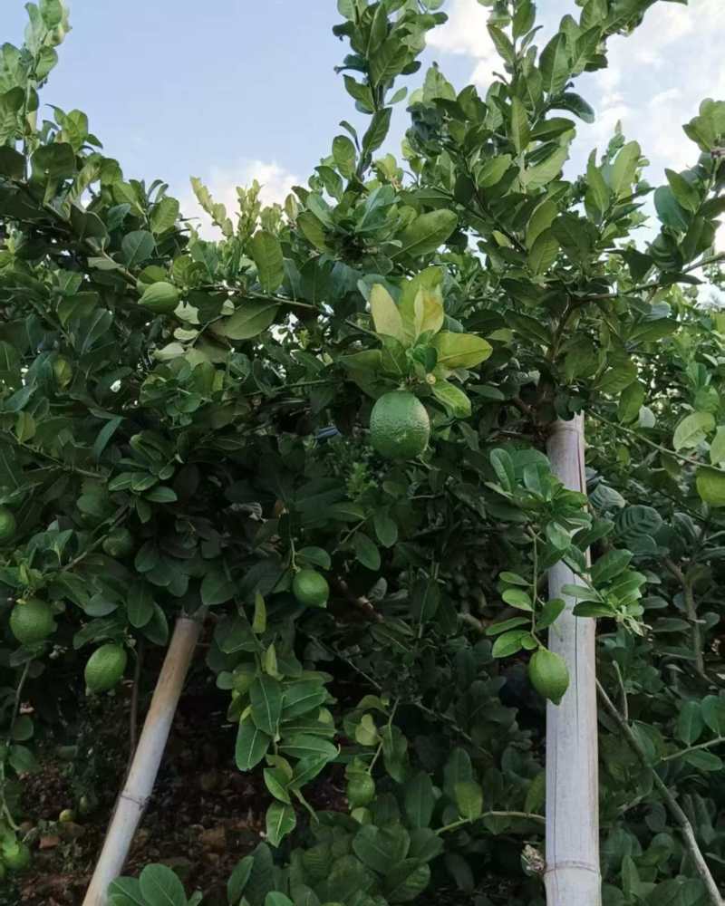 广东香水柠檬