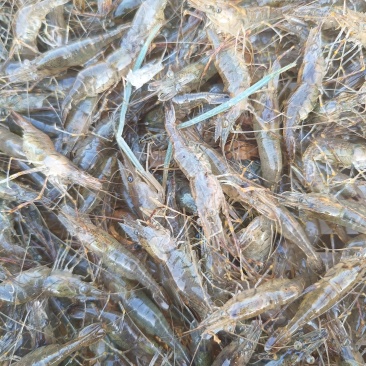 河虾