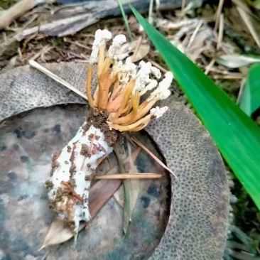 金蝉花