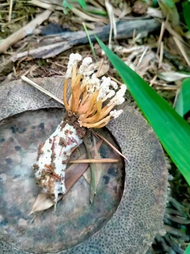 金蝉花
