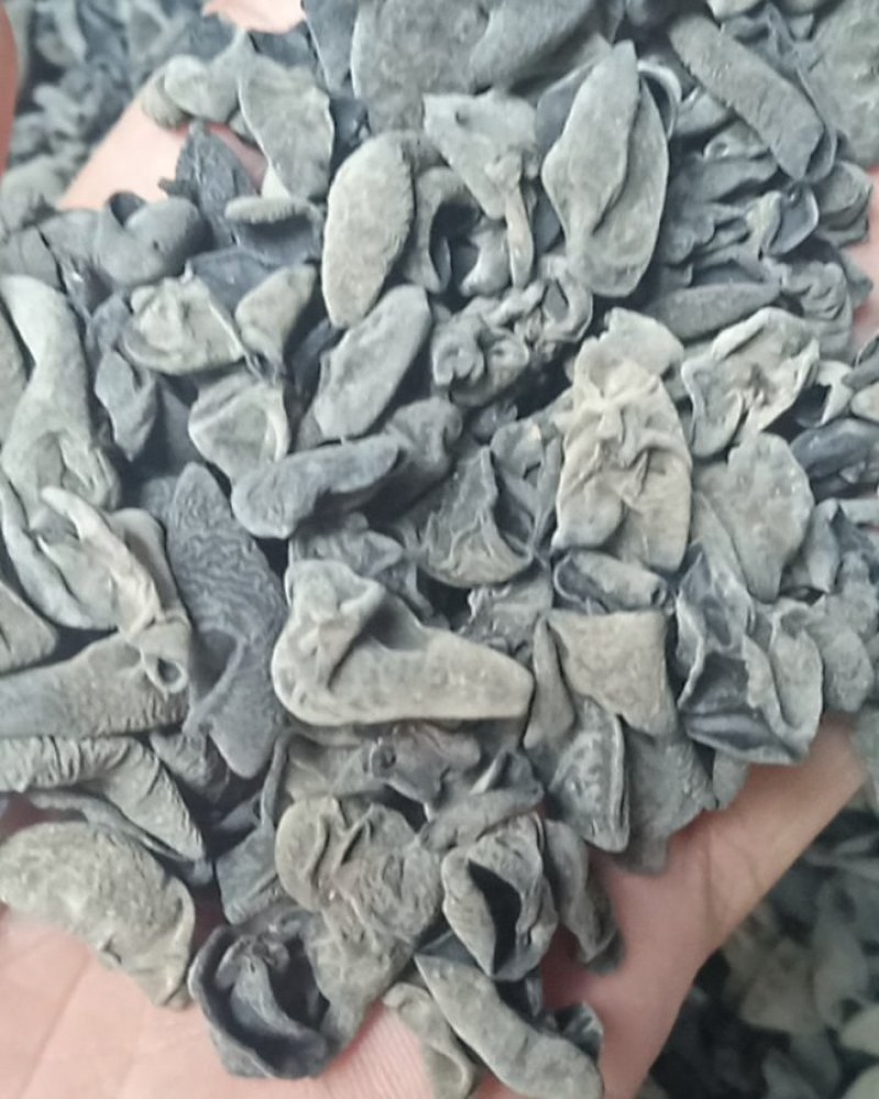 大巴山木耳