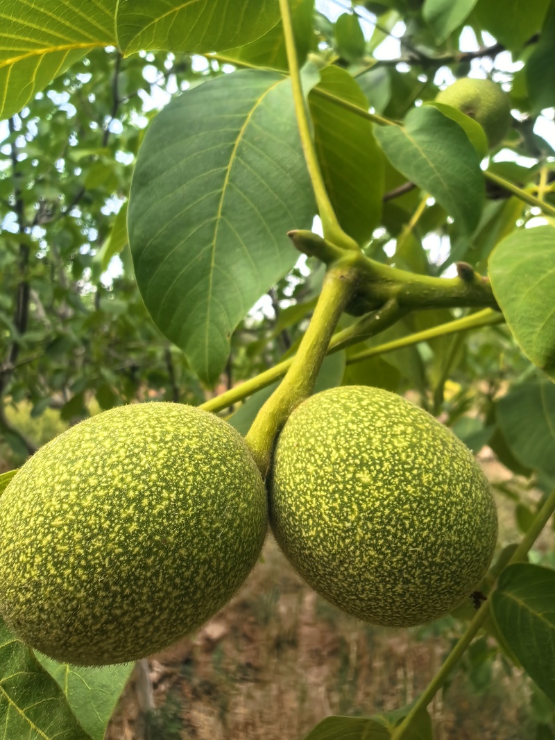 河南洛阳孟津，青皮山核桃