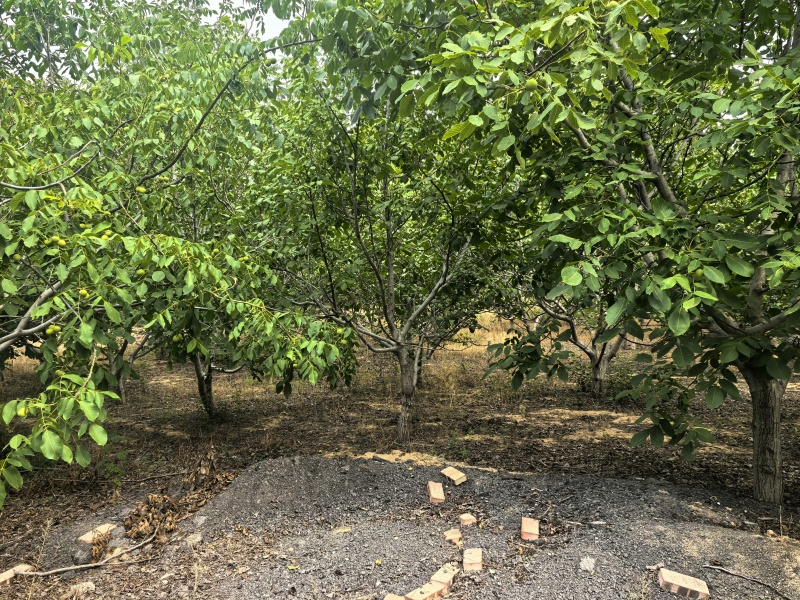河南洛阳孟津，青皮山核桃