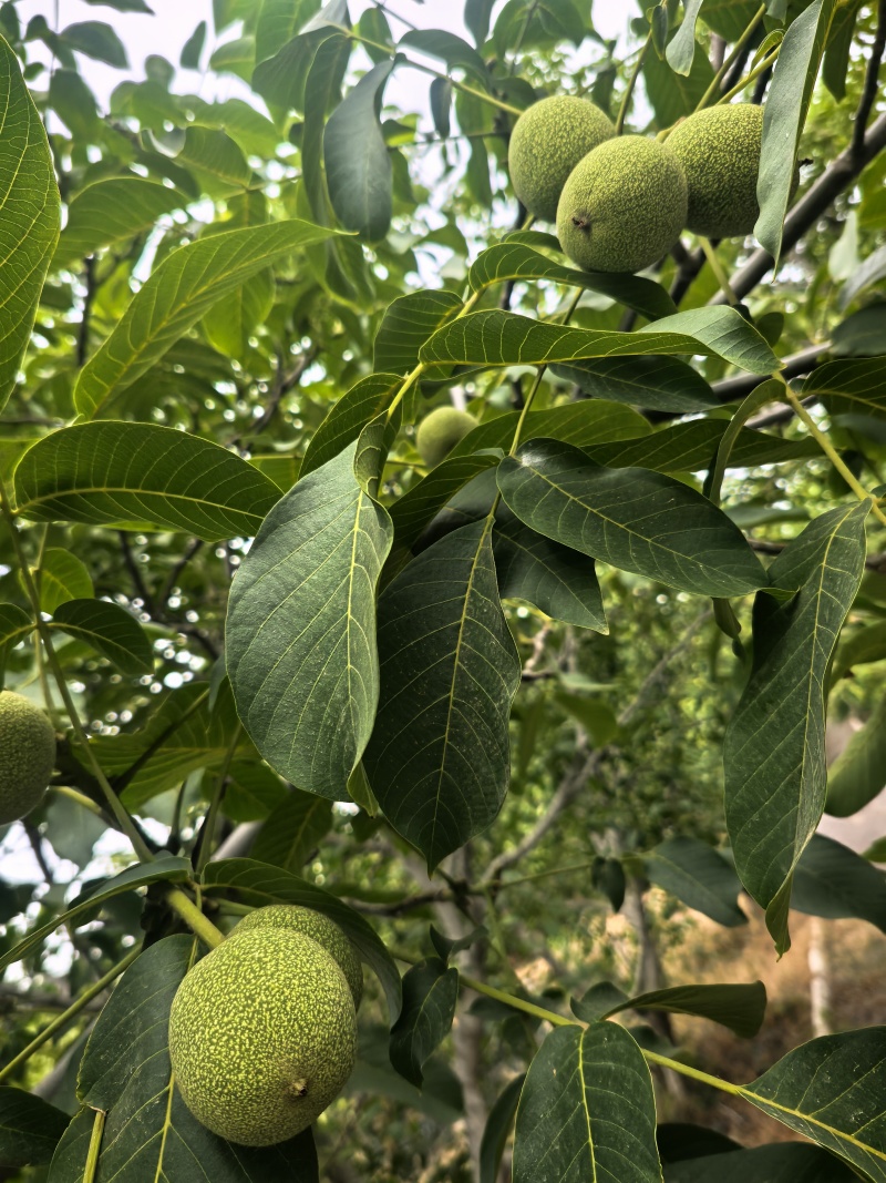 河南洛阳孟津，青皮山核桃