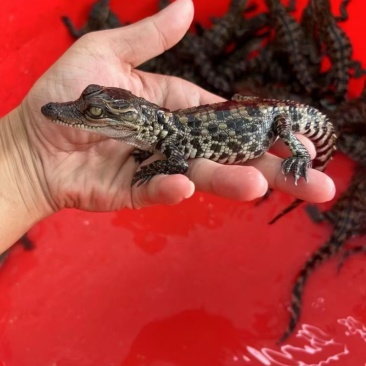 鳄鱼🐊头苗​大量接单，现货秒发，秒出单[勾引][勾引